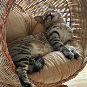 Zahara -  Domestic Short Hair Cat for Adoption in Tampa, Florida - Zahara | PetCurious