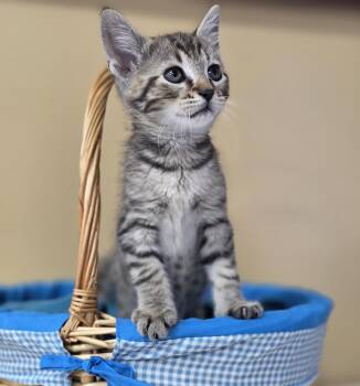 Rescue Domestic Short Hair Cats for Adoption in Park Rapids, Minnesota - Diamond | PetCurious