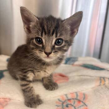 Thursday -  Domestic Short Hair Cat for Adoption in Lynchburg, Virginia - Thursday | PetCurious