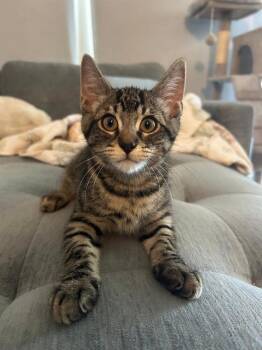 Dean -  Domestic Short Hair Cat for Adoption in Oceanside, California - Dean | PetCurious