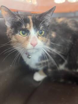 Domestic Short Hair Cats Available for Adoption in West Chester, Pennsylvania - Honey The Cat | PetCurious