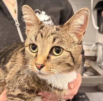 Domestic Short Hair Cats Available for Adoption in Golden, Colorado - Precious | PetCurious