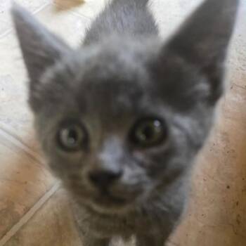 Gravy -  Domestic Short Hair Cat for Adoption in Gordonsville, Tennessee - Gravy | PetCurious