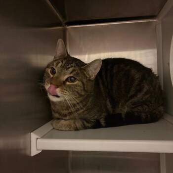 Domestic Short Hair Cats Available for Adoption - Scooter | PetCurious