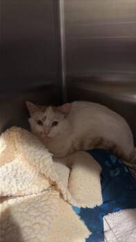 Teriyaki -  Domestic Short Hair Cat for Adoption in Ashland, Wisconsin - Teriyaki | PetCurious