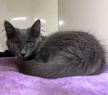 Tony -  Domestic Long Hair Cat for Adoption in Arlington, Washington - Tony | PetCurious
