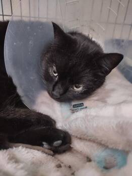 Domestic Short Hair Cats Available for Adoption - Pipsqueak "Pip | PetCurious