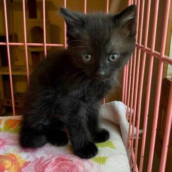 Domestic Short Hair Cats Available for Adoption in Jefferson City, Tennessee - Shea | PetCurious