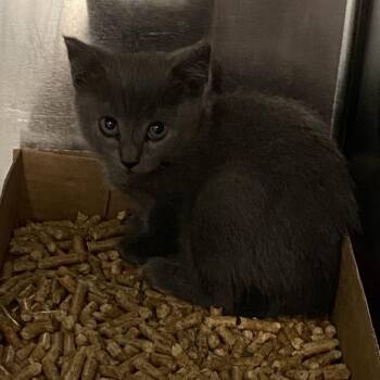 Domestic Short Hair Cats Available for Adoption in Westminster, California - WAGS-Stray-21498 | PetCurious