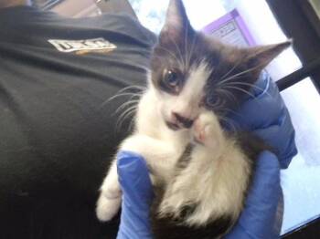 TINA -  Domestic Short Hair Cat for Adoption in Tulsa, Oklahoma - TINA | PetCurious