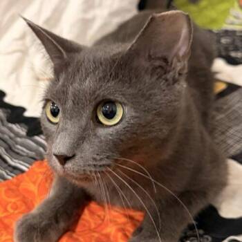 Pumpkin -  Domestic Short Hair Cat for Adoption in Tampa, Florida - Pumpkin | PetCurious