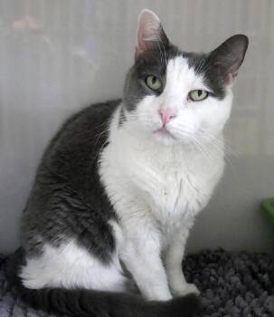 Domestic Short Hair Cats Available for Adoption in Butler, New Jersey - Maeve | PetCurious