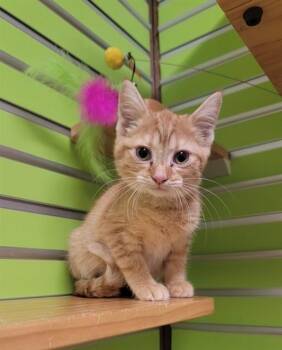 BLUEBONNET -  Domestic Short Hair Cat Available for Adoption in St. Peters, Missouri - BLUEBONNET | PetCurious