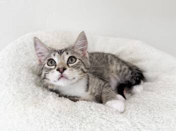 Dawson - purrecious little sweetheart -  Tabby Cat for Adoption in Neenah, Wisconsin - Dawson - Purrecious Little Sweetheart | PetCurious