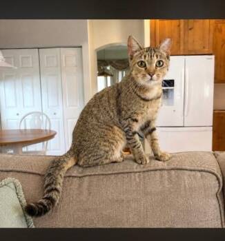 Dill -  Domestic Short Hair Cat for Adoption in Fort Worth, Texas - Dill | PetCurious