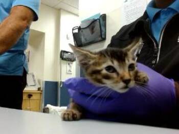 TONY -  Domestic Short Hair Cat for Adoption in Doral, Florida - TONY | PetCurious