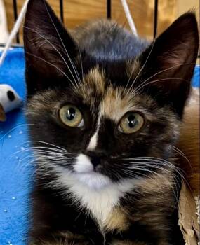 Zoey -  Domestic Short Hair Cat Available for Adoption in Westfield, New Jersey - Zoey | PetCurious