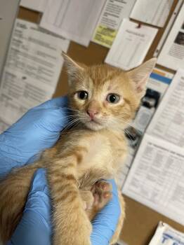 Firefighter -  Domestic Short Hair Cat for Adoption in Bolivar, Missouri - Firefighter | PetCurious