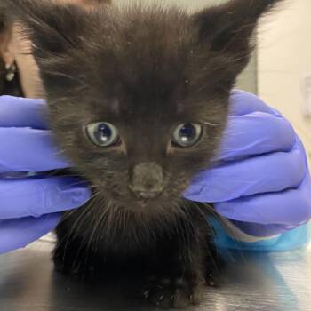 Sea -  Domestic Short Hair Cat for Adoption in Charleston, West Virginia - Sea | PetCurious