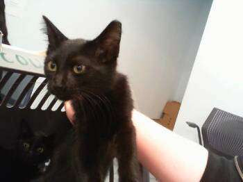 A1266680 -  Domestic Short Hair Cat for Adoption in Charlotte, North Carolina - A1266680 | PetCurious
