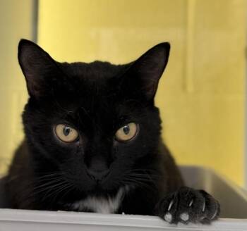 Lou Mama -  Domestic Short Hair Cat for Adoption in Golden, Colorado - Lou Mama | PetCurious