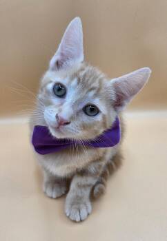 Rascal -  Domestic Short Hair Cat for Adoption in Mobile, Alabama - Rascal | PetCurious