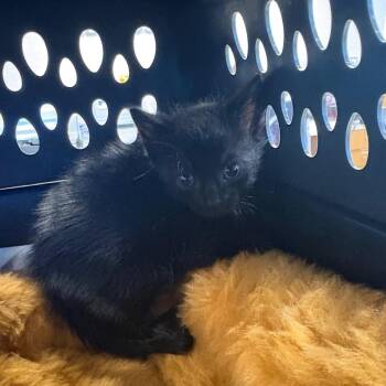 Dixon -  Domestic Short Hair Cat Available for Adoption in West Palm Beach, Florida - Dixon | PetCurious