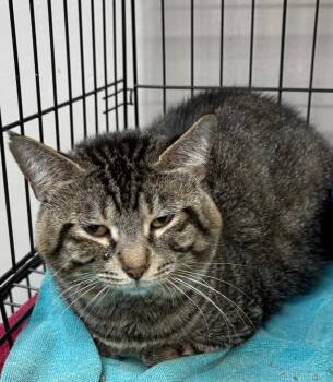 T2 -  Domestic Short Hair Cat for Adoption in Little Rock, Arkansas - T2 | PetCurious