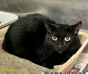 LUNA -  Domestic Short Hair Cat for Adoption in West Palm Beach, Florida - LUNA | PetCurious