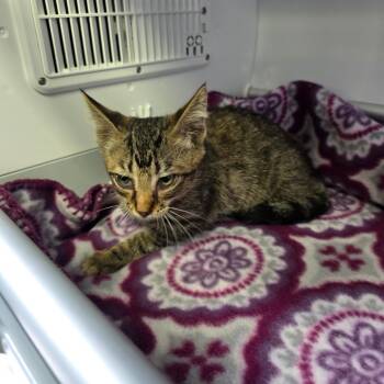 Aleister -  Domestic Short Hair Cat for Adoption in Duncan, Oklahoma - Aleister | PetCurious