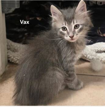Vax -  Domestic Medium Hair and Manx Cat for Adoption in Liverpool, Texas - Vax | PetCurious
