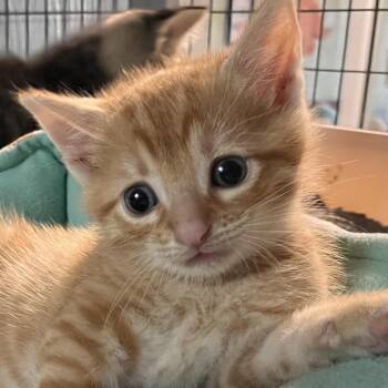Borscht -  Domestic Short Hair Cat for Adoption in Clarksville, Arkansas - Borscht | PetCurious