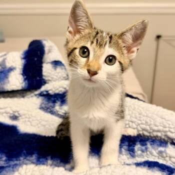 Berez -  Domestic Short Hair Cat for Adoption in Fredericksburg, Virginia - Berez | PetCurious
