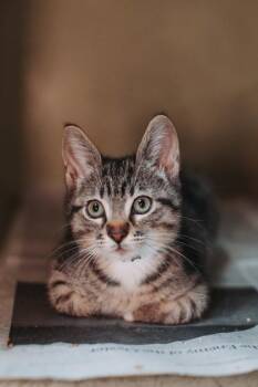 Domestic Short Hair Cats Available for Adoption in North Charleston, South Carolina - 92109a Marcus- PetSmart Mt Pleasant | PetCurious