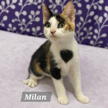 Milan -  Calico Cat for Adoption in Charlotte, North Carolina - Milan | PetCurious
