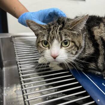 Bertha -  Domestic Short Hair Cat for Adoption in Lake Jackson, Texas - Bertha | PetCurious