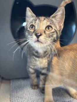 SUGAR -  Domestic Short Hair Cat for Adoption in Leesburg, Virginia - SUGAR | PetCurious