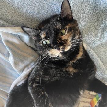 Rescue Domestic Short Hair Cats for Adoption in Houston, Texas - Lila | PetCurious