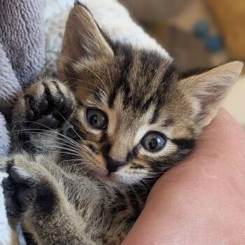 Lilo -  Domestic Short Hair Cat for Adoption in Calgary, Alberta - Lilo | PetCurious