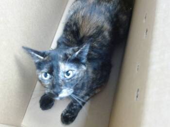 Rescue Domestic Short Hair Cats for Adoption in Albuquerque, New Mexico - MILK | PetCurious