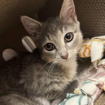 Roxy -  Domestic Short Hair Cat for Adoption in Bordentown, New Jersey - Roxy | PetCurious