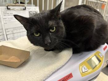 Domestic Short Hair Cats Available for Adoption - ANGEL | PetCurious