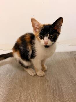 *Temu -  Domestic Short Hair Cat for Adoption in Newnan, Georgia - *Temu | PetCurious