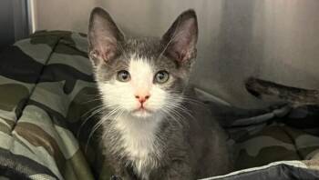 Rescue Domestic Short Hair Cats for Adoption in Houston, Texas - Talking Phase | PetCurious