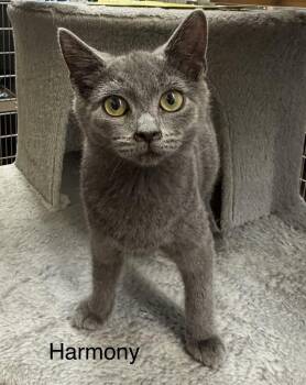 Harmony -  Domestic Short Hair Cat for Adoption in Ulster, Pennsylvania - Harmony | PetCurious