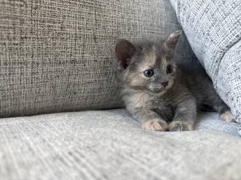 American Shorthair Cats Available for Adoption in Fredericksburg, Virginia - Ophelia & Archer | PetCurious