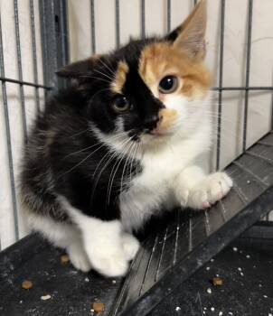 GinGin -  Calico and Domestic Short Hair Cat for Adoption in Ringwood, New Jersey - GinGin | PetCurious