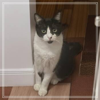 Domestic Short Hair Cats Available for Adoption - Snoopy | PetCurious