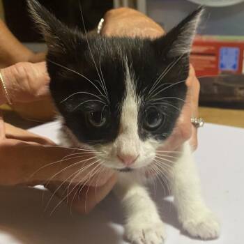 Chacha -  Domestic Short Hair Cat for Adoption in Cedaredge, Colorado - Chacha | PetCurious
