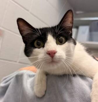 Domestic Short Hair Cats Available for Adoption in Golden, Colorado - Cow | PetCurious